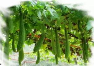 丝瓜胡黄瓜在线视频,一场别开生面的在线视频盛宴