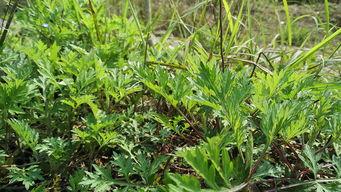 艾草在线视频免费下载